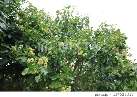 白い実をつけたハスノハギリの木 134525313