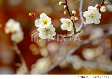白梅の開花と長岡天満宮 134525335
