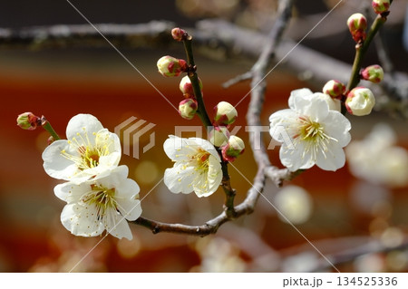 白梅の開花と長岡天満宮 134525336
