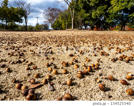 地面にたくさん落ちているアラカシのどんぐり 134525340