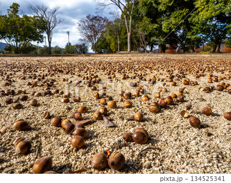 地面にたくさん落ちているアラカシのどんぐり 134525341