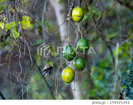 つるでぶら下がっているキカラスウリの実 134525343