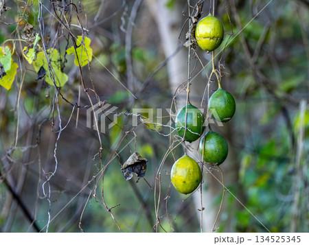 つるでぶら下がっているキカラスウリの実 134525345
