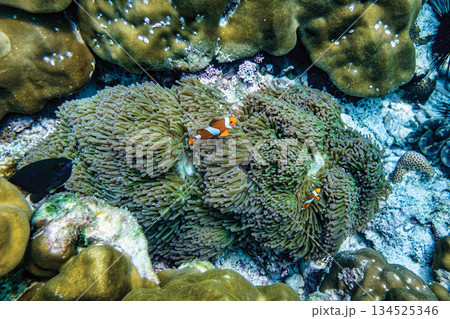 Clownfish swimming among sea anemone on coral reef Clownfish swimming among sea anemone on coral reef 134525346
