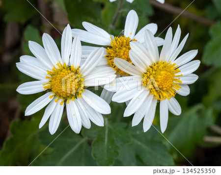 ノジギクの花 ノジギクの花 134525350