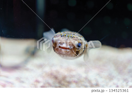 Closeup cute Balloonfish, Porcupinefish living in aquarium tank 134525361
