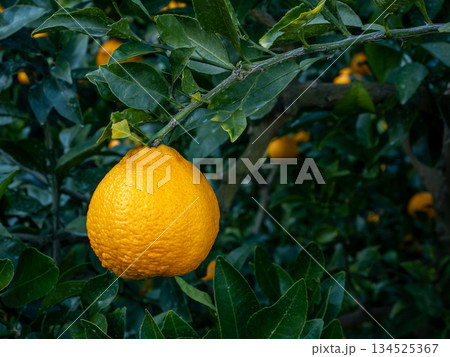 不知火（しらぬい）と言う種類の柑橘 134525367