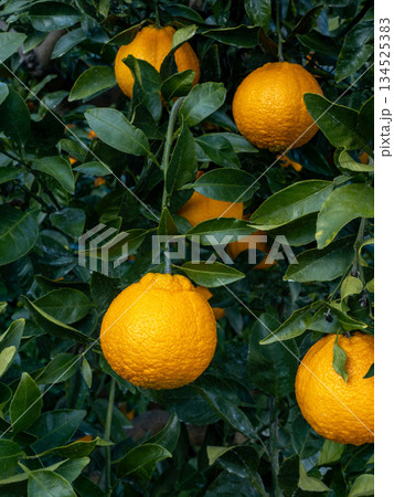 不知火（しらぬい）と言う種類の柑橘 134525383