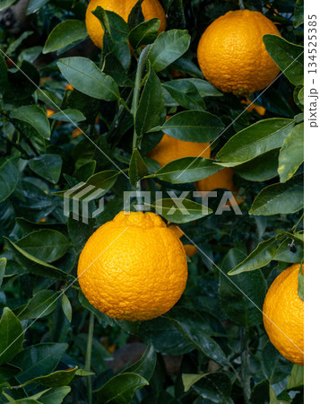 不知火（しらぬい）と言う種類の柑橘 134525385