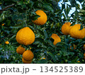 不知火（しらぬい）と言う種類の柑橘 134525389