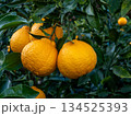 不知火（しらぬい）と言う種類の柑橘 134525393