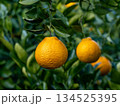 不知火（しらぬい）と言う種類の柑橘 134525395