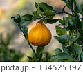 不知火（しらぬい）と言う種類の柑橘 134525397