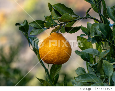 不知火（しらぬい）と言う種類の柑橘 134525397