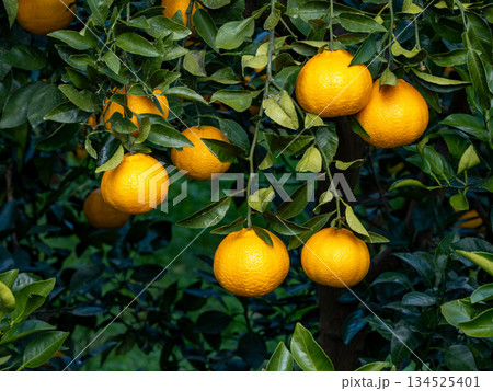 不知火（しらぬい）と言う種類の柑橘 134525401