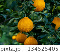 不知火（しらぬい）と言う種類の柑橘 134525405