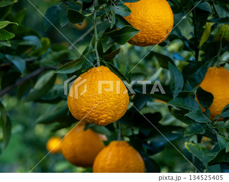 不知火（しらぬい）と言う種類の柑橘 134525405