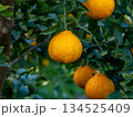 不知火（しらぬい）と言う種類の柑橘 134525409