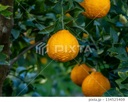 不知火（しらぬい）と言う種類の柑橘 134525409