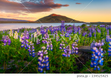 Colorful lupine flower blooming near lake and mountain during golden hour Colorful lupine flower blooming near lake and mountain during golden hour 134525425