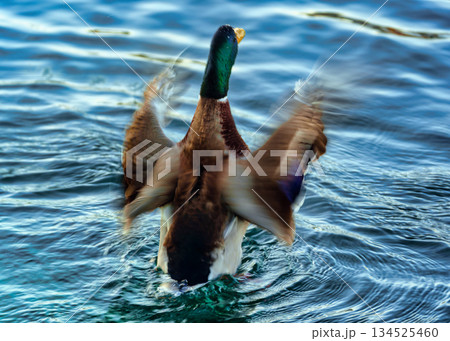 Wild mallard duck spreading wings on ripple blue water surface 134525460
