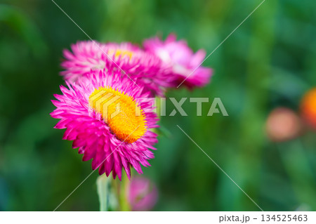 Straw flower or Everlasting Daisy flower blooming in the garden on springtime 134525463