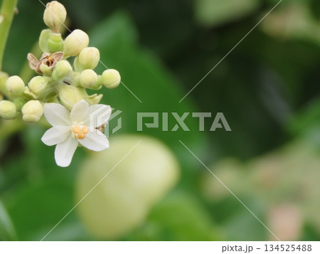 開花した白いハズノハギリの花 134525488