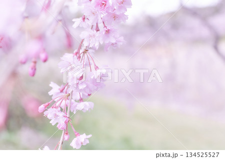 ふんわりとした背景に映える美しい枝垂れ桜のアップ ふんわりとした背景に映える美しい枝垂れ桜のアップ 134525527