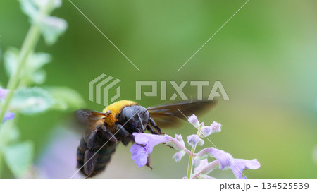 紫色の可愛いネペタの花と飛んでいる一匹のクマバチ 紫色の可愛いネペタの花と飛んでいる一匹のクマバチ 134525539