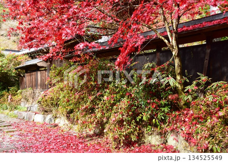 栃木県 雲厳寺境内の色鮮やかな紅葉 栃木県 雲厳寺境内の色鮮やかな紅葉 134525549