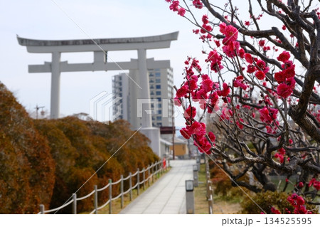 梅の花が咲く早春の八条池 134525595