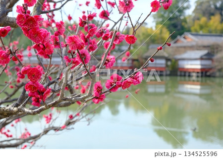 梅の花が咲く早春の八条池 134525596