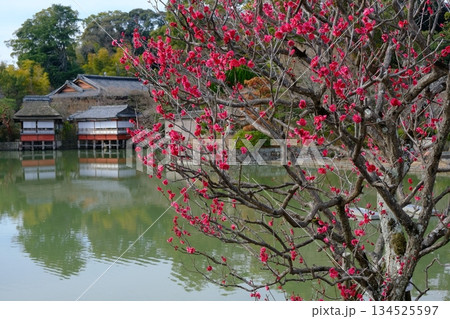 梅の花が咲く早春の八条池 134525597