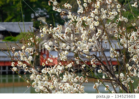 梅の花が咲く早春の八条池 134525603