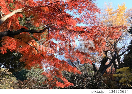 旧古河庭園 日本庭園 旧古河庭園 日本庭園 134525634