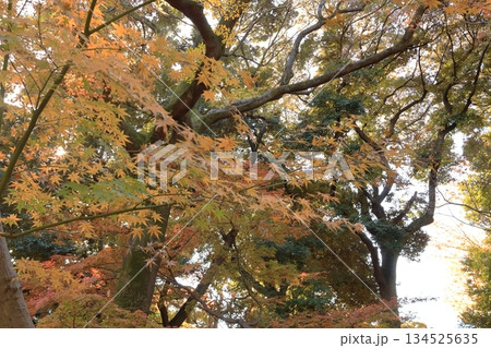 旧古河庭園 日本庭園 旧古河庭園 日本庭園 134525635