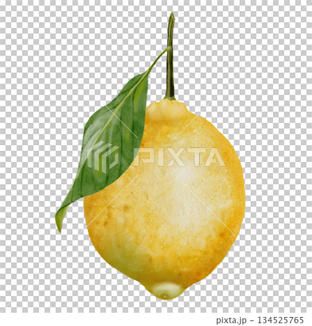 Lemon watercolor drawing. Hand drawn tropical sour fruit. Clip art of juicy yellow lime. Citrus on isolated white background. Ideal for logo and packaging of natural cosmetics, household chemicals and Lemon watercolor drawing. Hand drawn tropical sour fruit. Clip art of juicy yellow lime. Citrus on isolated white background. Ideal for logo and packaging of natural cosmetics, household chemicals and 134525765