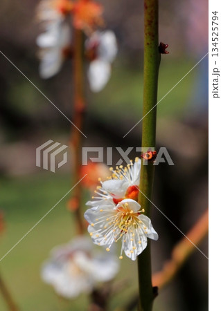 白い梅の花 134525794
