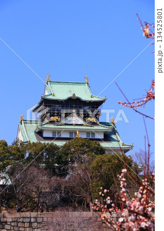 梅林から望む天守閣 梅林から望む天守閣 134525801