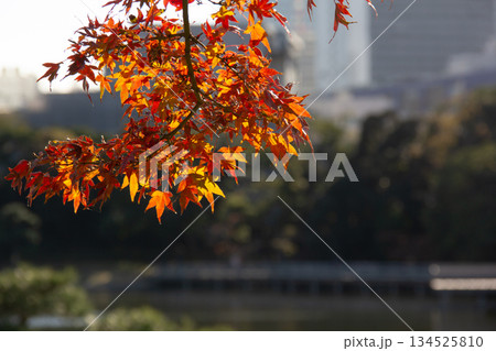 浜離宮恩賜庭園で色づく紅葉と都会の高層ビルを背景にした秋の風景 134525810