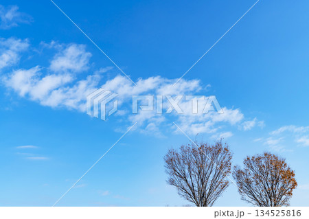 冬空と雲と木立 134525816