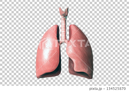 Detailed 3D Illustration of Human Lungs and Bronchial Tubes Highlighting Respiratory System Anatomy for Medical, Healthcare, and Educational Use 134525870