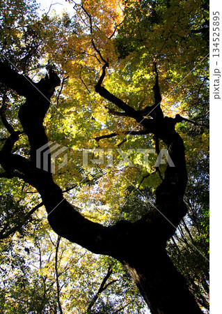 大分県の紅葉名所 用作公園(ゆうじゃくこうえん)の風景 大分県の紅葉名所 用作公園(ゆうじゃくこうえん)の風景 134525895