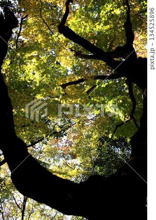 大分県の紅葉名所　用作公園（ゆうじゃくこうえん）の風景 134525896