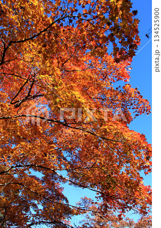 大分県の紅葉名所 用作公園(ゆうじゃくこうえん)の風景 大分県の紅葉名所 用作公園(ゆうじゃくこうえん)の風景 134525900