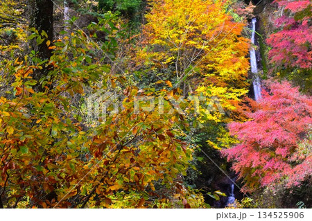 秩父華厳の滝 紅葉 (埼玉県皆野町) 秩父華厳の滝 紅葉 (埼玉県皆野町) 134525906