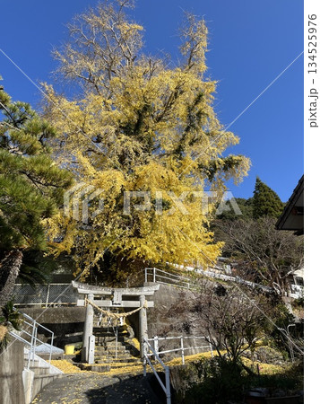 湯島のイチョウ 湯島のイチョウ 134525976