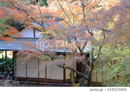 旧古川庭園 日本庭園 茶室 旧古川庭園 日本庭園 茶室 134525992
