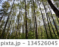 まっすぐ伸びる森の木々　自然と癒しを感じる森林風景 134526045