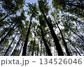 まっすぐ伸びる森の木々　自然と癒しを感じる森林風景 134526046